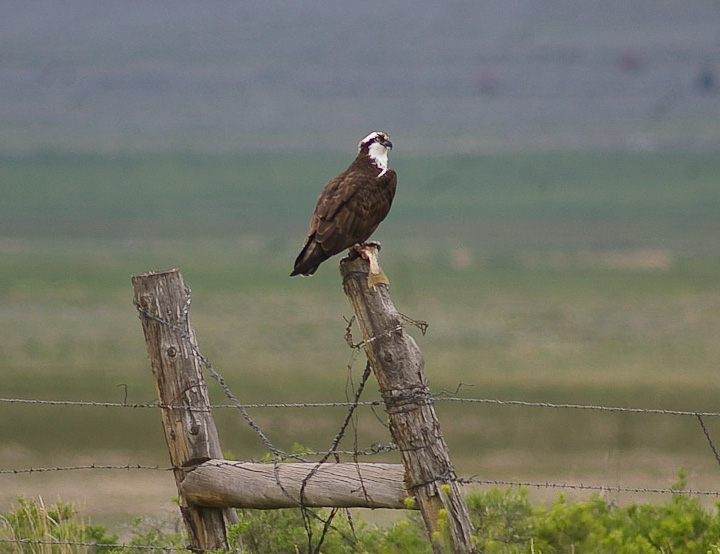 IMGP1567.jpg - [it]Faco pescatore (Pandion Haliaetus) con preda.[en]Osprey ((Pandion Haliaetus) with prey.