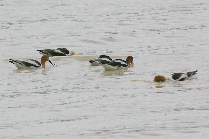 IMGP1601.jpg - [it]L'Avocetta americana si nutre di invertebrati. Le acque molto saline non permettono la sopravvivenza ai pesci, ma il algo Abert è ricco di un piccolo crostaceo adattabile a condizioni estreme, l'artemia salina o scimmia di mare.[en]American avocets feeding. In the alkali waters fish can't survive, but there is a big population of brine shrimp (Artemia salina).