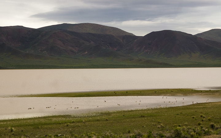 IMGP1617.jpg - [it]Avocetta americana (Recurvirostra americana) al lago Abert, un bacino di circa 24x2 km privo di emissari.[en] American Avocet at Lake Abert, an alkali lake with no outlet.