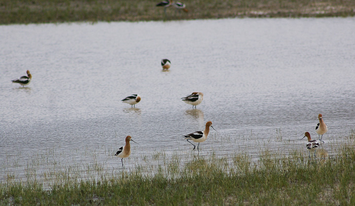 IMGP1618.jpg - [it]Avocetta americana (Recurvirostra americana).[en]American Avocet (Recurvirostra americana).