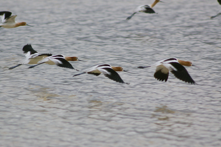 IMGP1621.jpg - [it]Avocetta americana (Recurvirostra americana).[en] American Avocet (Recurvirostra americana).