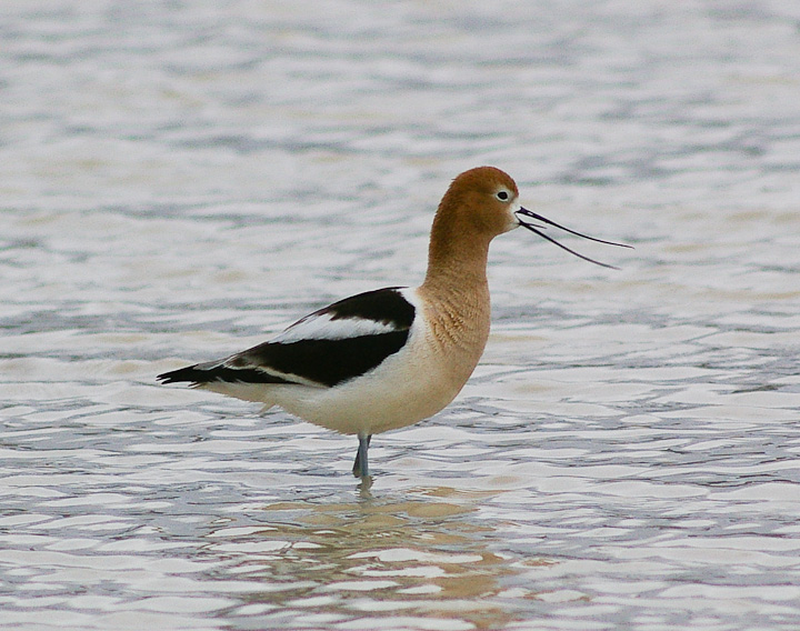 IMGP1625.jpg - [it]Avocetta americana, bella da vedere ma sgradevole da ascoltare.[en]American Avocet, nice to look at, bad to listen.