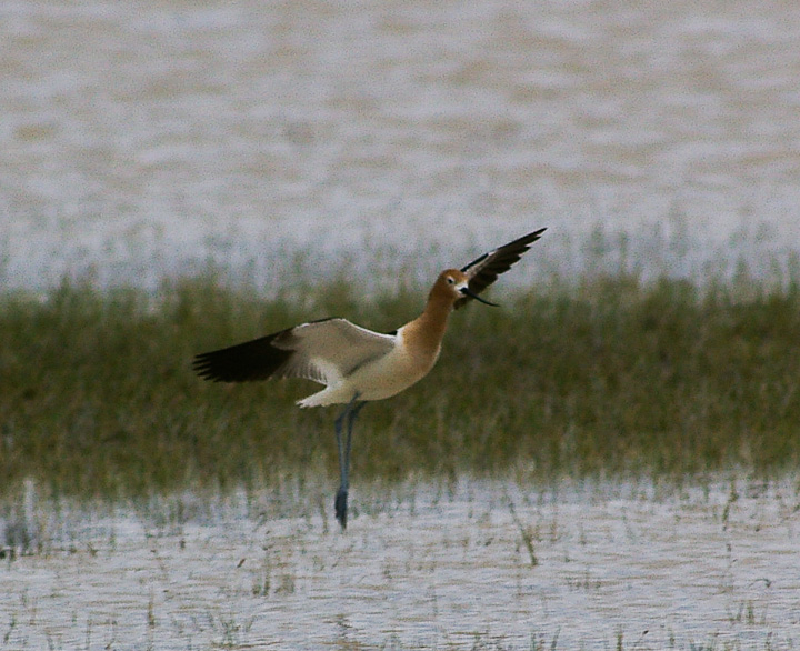 IMGP1635.jpg - [it]Avocetta americana.[en]American avocet.