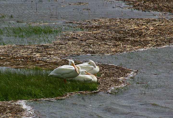 IMGP1682.jpg - [it]Pellicano bianco americano (Pelecanus erythrorhynchos).[en]American White Pelican (Pelecanus erythrorhynchos).