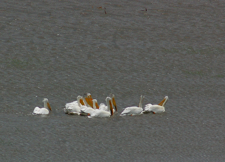 IMGP1689.jpg - [it]Pellicano bianco americano.[en]American White Pelican.