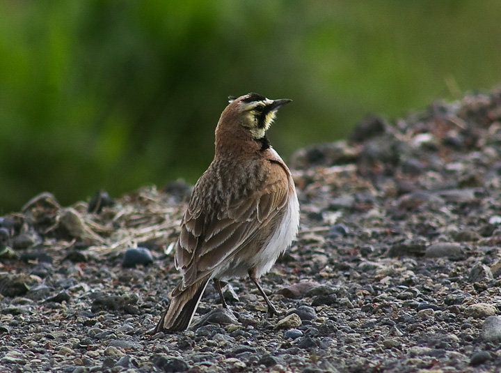 IMGP1758.jpg - [it]Allodola golagialla (Eremophila alpestris).[en]Horned Lark (Shore Lark in Europe) (Eremophila alpestris).
