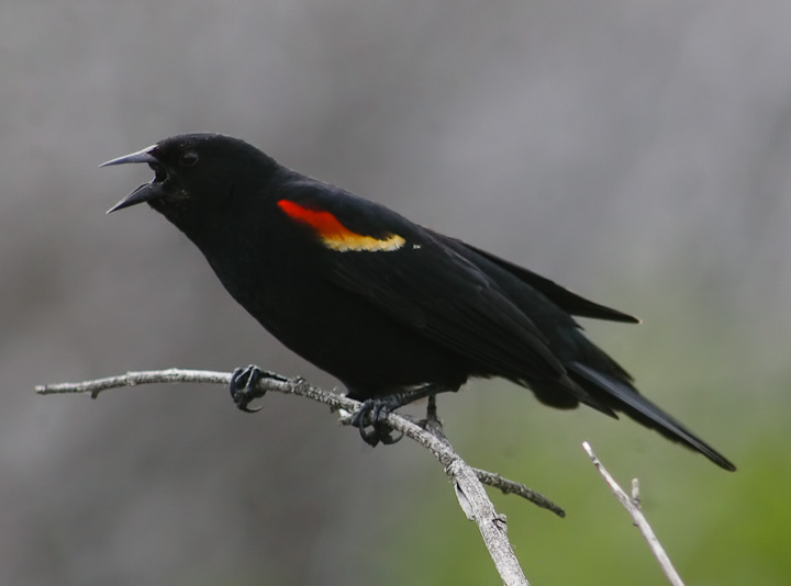 IMGP1767-Edit.jpg - [it]Ittero ali rosse (Agelaius phoeniceus), molto comune nella zona.[en]Red-winged Blackbird (Agelaius phoeniceus), very common in the area.