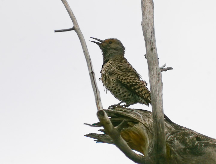 IMGP1783.jpg - [it]Picchio aurato (Colaptes auratus).[en]Northern Flicker (Colaptes auratus).