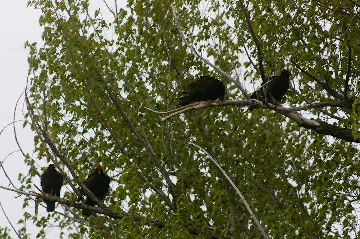 IMGP1789.jpg - [it]Gruppo di avvoltoio collorosso (Cathartes aura meridionalis).[en]Group of Western Turkey Vulture (Cathartes aura meridionalis).