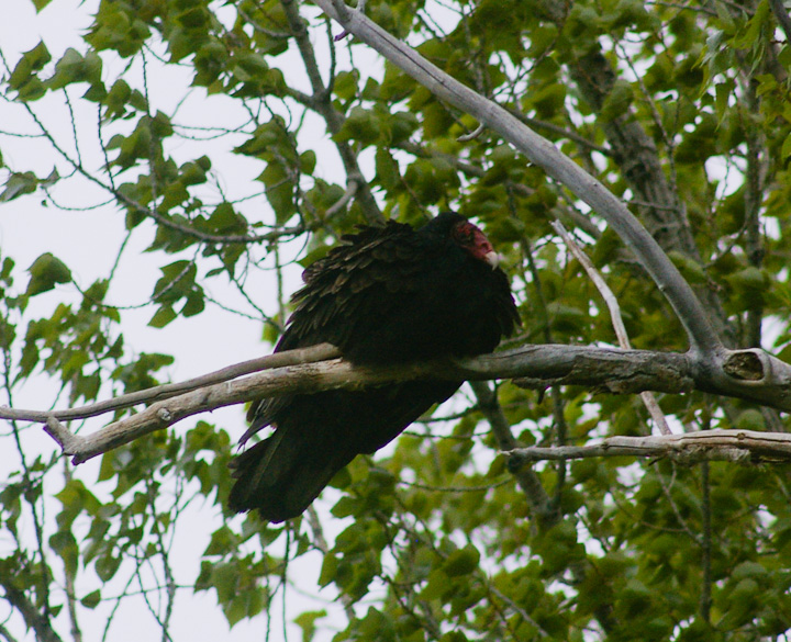 IMGP1792.jpg - [it]Avvoltoio collorosso, sottospecie occidentale (Cathartes aura meridionalis).[en]Western Turkey Vulture(Cathartes aura meridionalis).