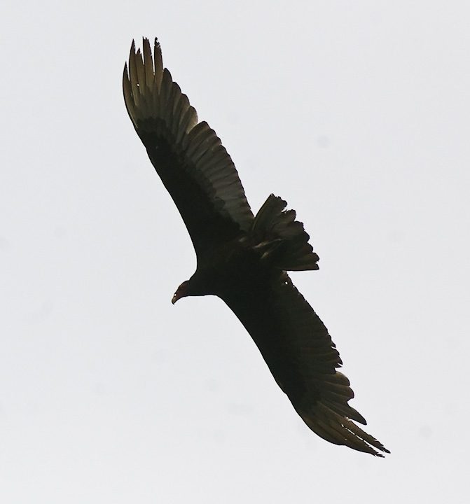 IMGP1809.jpg - [it]Avvoltoio collorosso.[en]Western Turkey Vulture.