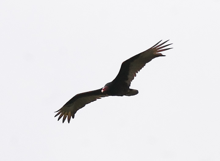 IMGP1813.jpg - [it]Avvoltoio collorosso, il tipico "avvoltoio" che volteggia nei film western.[en]Western Turkey Vulture.