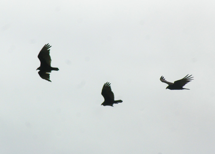 IMGP1818.jpg - [it]Avvoltoio collorosso.[en]Western Turkey Vulture.