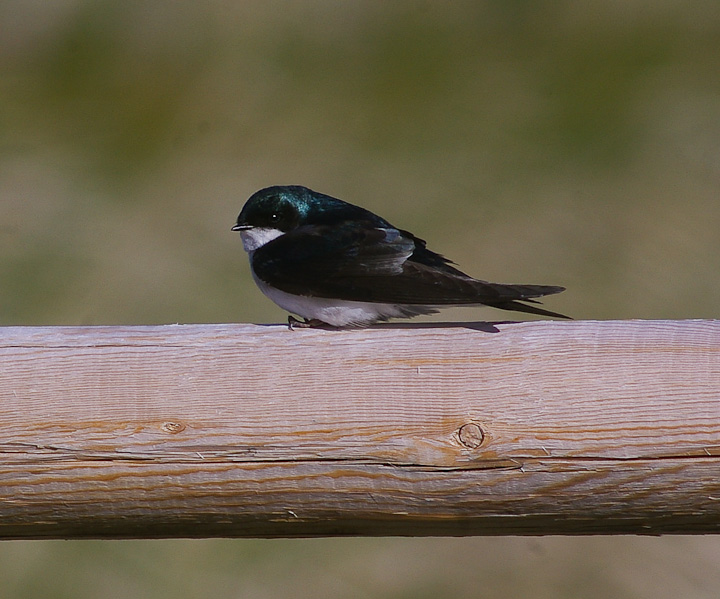 IMGP1841.jpg - [it]Rondine arboricola (Tachycineta bicolor).[en]Tree Swallow (Tachycineta bicolor).