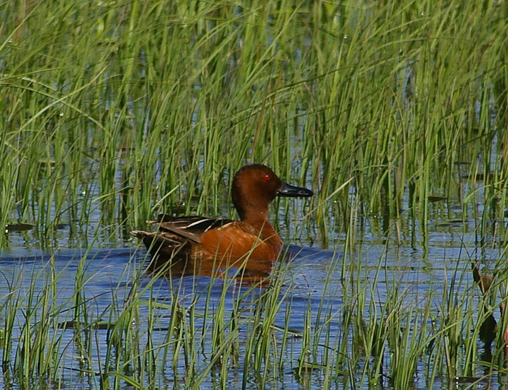 IMGP1863.jpg - [it]Alzavola cannella (Anas cyanoptera), M.[en]Cinnamon Teal (Anas cyanoptera), M.