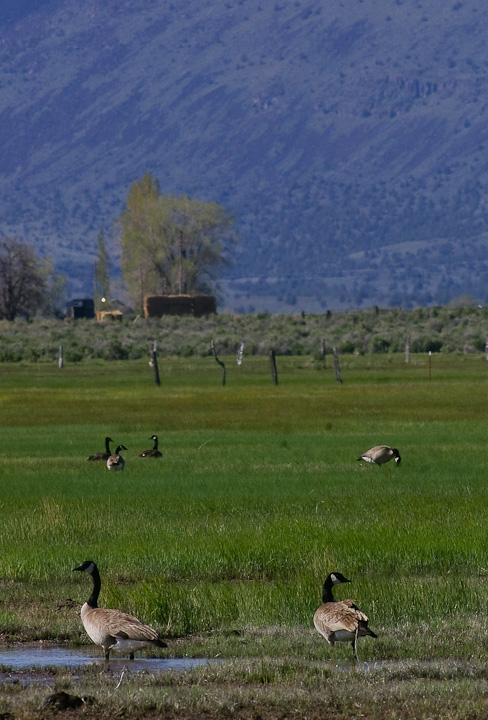 IMGP1871.jpg - [it]Oca canadese (Branta candensis).[en]Canada goose (Branta canadensis).