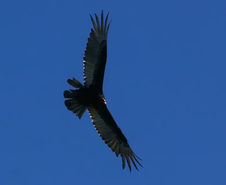 IMGP1912-Edit.jpg - [it]Avvoltoio collorosso, facilmente riconoscibile in volo per la posizione a V delle ali.[en]Western Turkey Vulture.