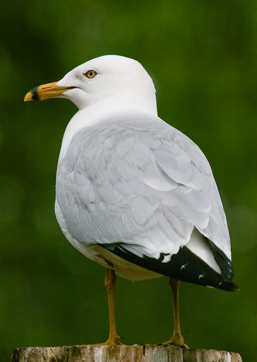 IMGP2115.jpg - [it]Gavina americana (Larus delawarensis).[en]Ring-billed Gull (Larus delawarensis).