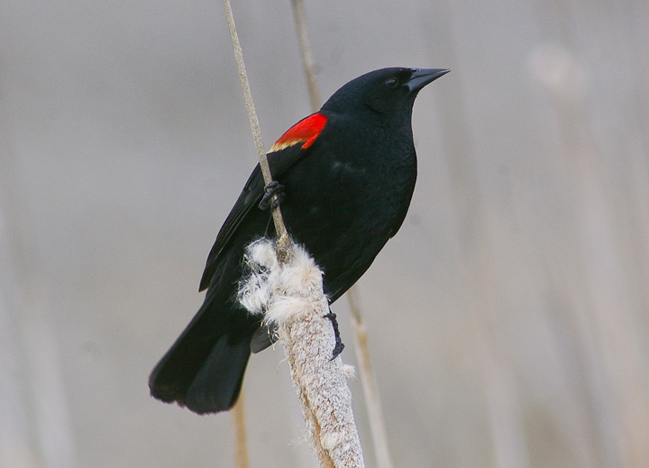 IMGP2134.jpg - [it]Ittero ali rosse (M).[en]Red-winged Blackbird (M).
