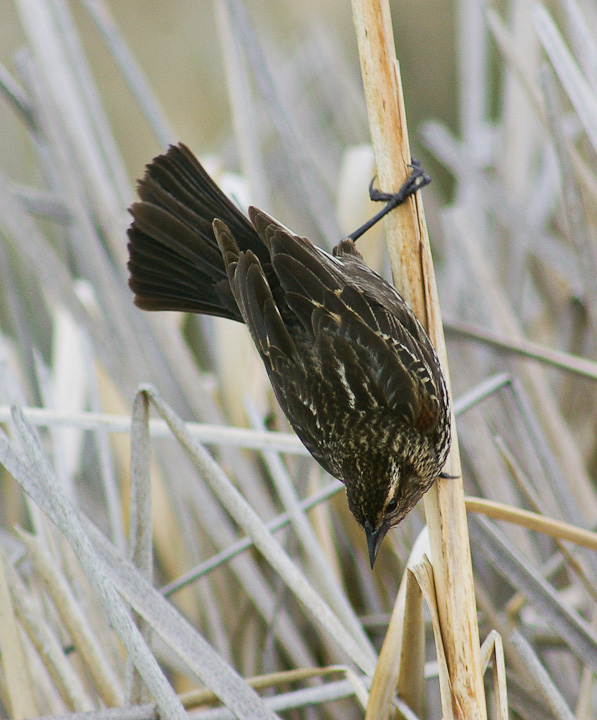 IMGP2142.jpg - [it]Ittero ali rosse (F).[en]Red-winged Blackbird (F).
