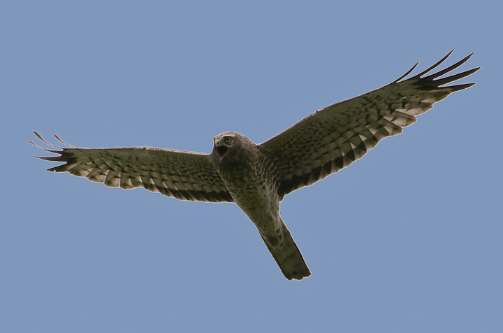 IMGP2185-Edit.jpg - [it]Albanella reale (Circus cyaneus).[en]Northern Harrier (Circus cyaneus).