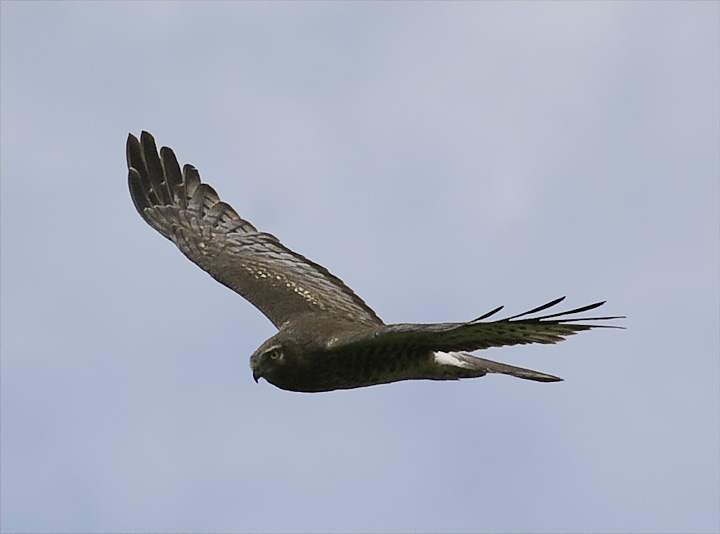 IMGP2195-Edit.jpg - [it]Albanella reale.[en]Northern Harrier.