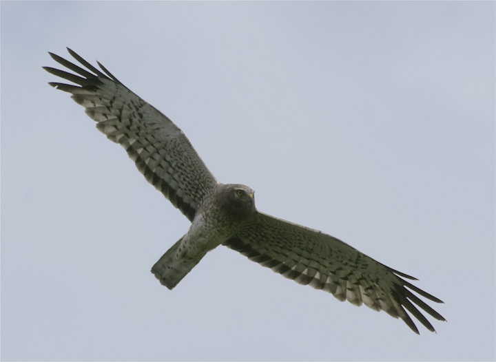 IMGP2204-Edit-2.jpg - [it]Albanella reale.[en]Northern Harrier.