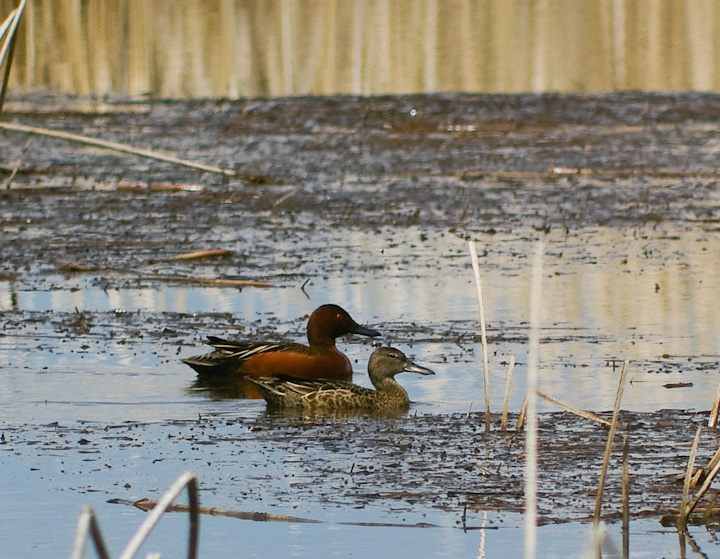 IMGP2222.jpg - [it]Alzavola cannella (Anas cyanoptera).[en]Cinnamon Teal (Anas cyanoptera).