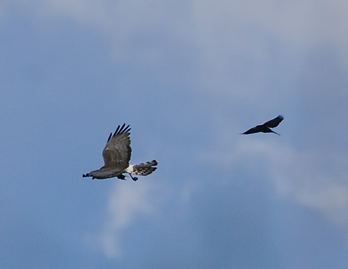 IMGP2226-Edit.jpg - [it]Albanella reale con preda tra gli artigli disturbata da un ittero ali rosse.[en]Northern harrier bringing a prey mobbed by a red-winged blackbird.