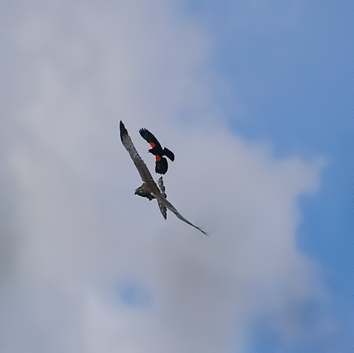 IMGP2227-Edit.jpg - [it]Albanella reale attaccata da un ittero ali rosse[en]Northern harrier mobbed by a red-winged blackbird.