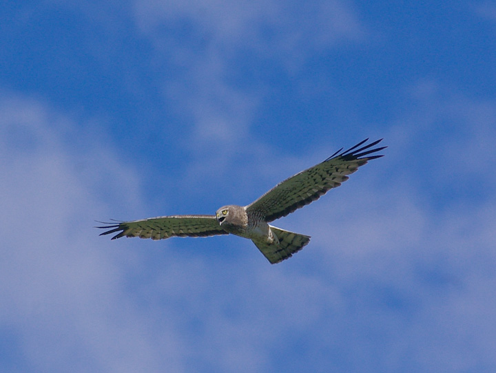 IMGP2282.jpg - [it]Albanella reale.[en]Northern Harrier.