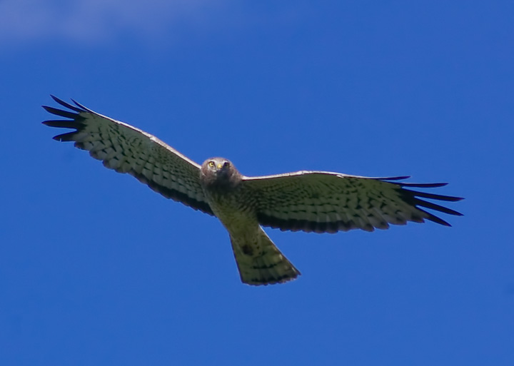 IMGP2291-Edit.jpg - [it]Albanella reale.[en]Northern Harrier.