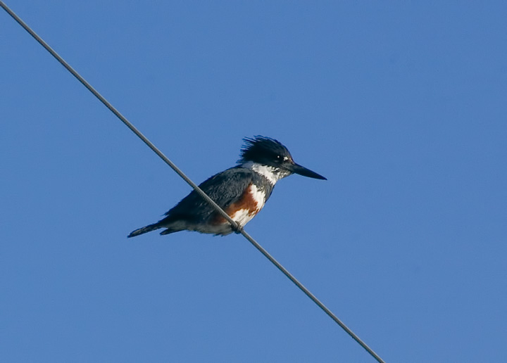 IMGP2299-Edit.jpg - [it]Martin pescatore americano (Megaceryle alcyon).[en]Belted Kingfisher (Megaceryle alcyon).