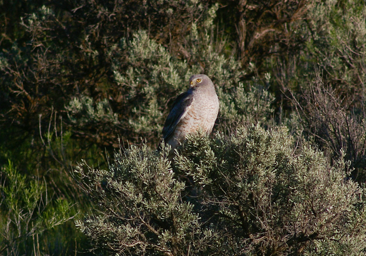 IMGP2319.jpg - [it]Poiana ferruginosa (Buteo regalis).[en]Ferruginous Hawk (Buteo regalis).