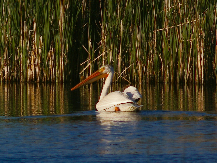 IMGP2333.jpg - [it]Pellicano bianco americano.[en]American White Pelican.