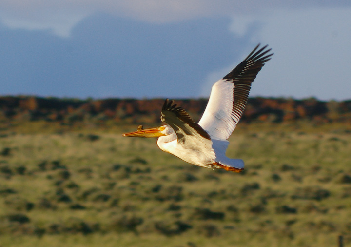 IMGP2338.jpg - [it]Pellicano bianco americano. L'escrescenza sopra il becco è presente solo nel periodo riproduttivo.[en]American White Pelican. The "horn" on the bill is shed off after breeding season.