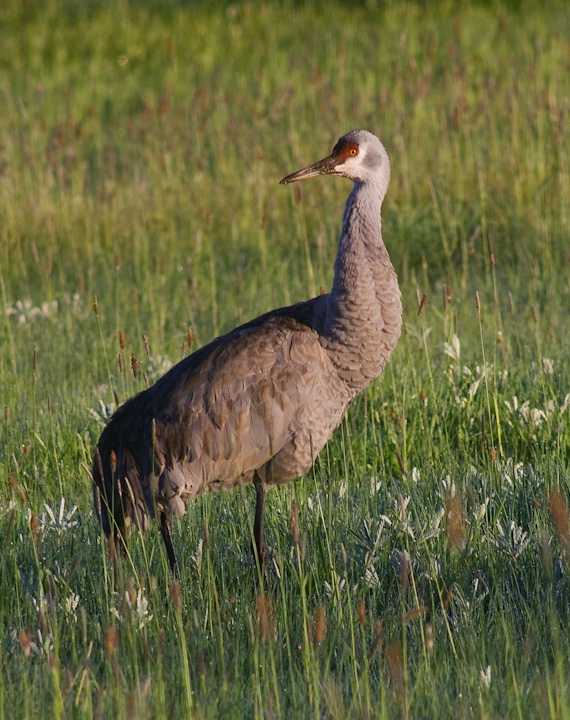 IMGP2349.jpg - [it]Gru canadese. E' una delle specie di uccelli più antiche, con un ritrovamento fossile risalenti a circa 2,5 milioni di anni fa e un altro, probabilmente di un antenato molto simile, di 10 milioni di anni fa.[en]Sandhill crane. It's one of the oldest bird species, a fossil dates back to 2,5 million years ago. Another one found in Nebraska, belonging probably to a direct ancestor of sandhill crane, is 10 million years old.