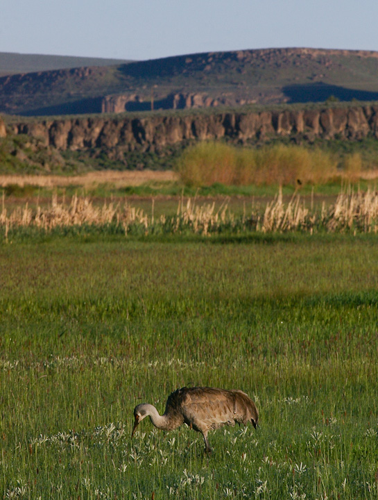 IMGP2357.jpg - [it]Gru canadese.[en]Sandhill crane.