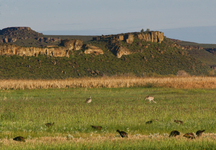 IMGP2384.jpg - [it]Mignattai dalla faccia bianca, più lontano due gru canadesi.[en]A group of white-faced Ibis, 2 sandhill cranes in the background.