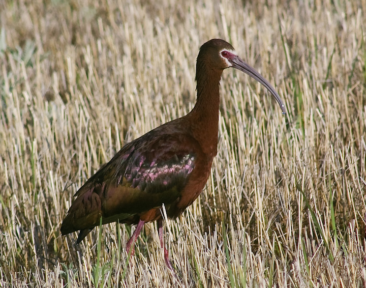 IMGP2417.jpg - [it]Mignattaio dalla faccia bianca.[en]White-faced Ibis.