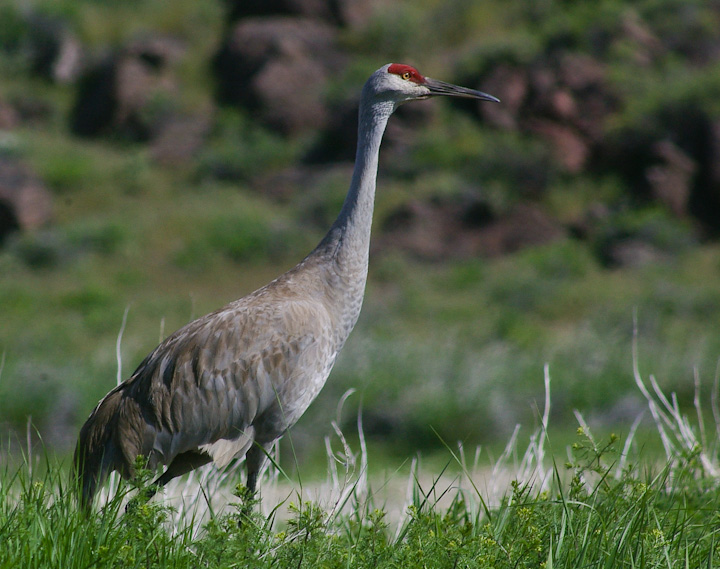 IMGP2458.jpg - [it]Gru canadese.[en]Sandhill crane.