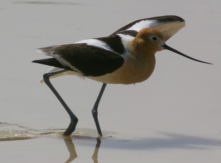 IMGP2470.jpg - [it]Avocetta americana.[en] American Avocet.