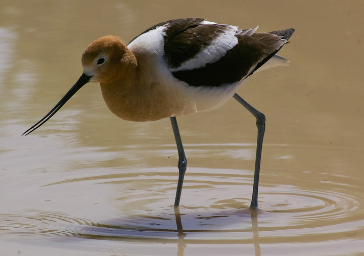 IMGP2478.jpg - [it]Avocetta americana.[en] American Avocet.
