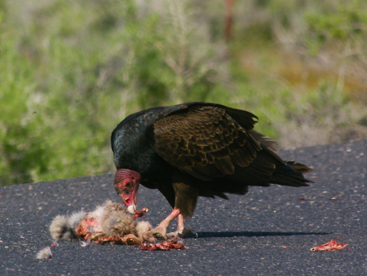 IMGP2585.jpg - [it]L'avvoltoio collorosso si chiama in inglese "Avvoltoio tacchino" per ovvi motivi.[en]Turkey vulture.