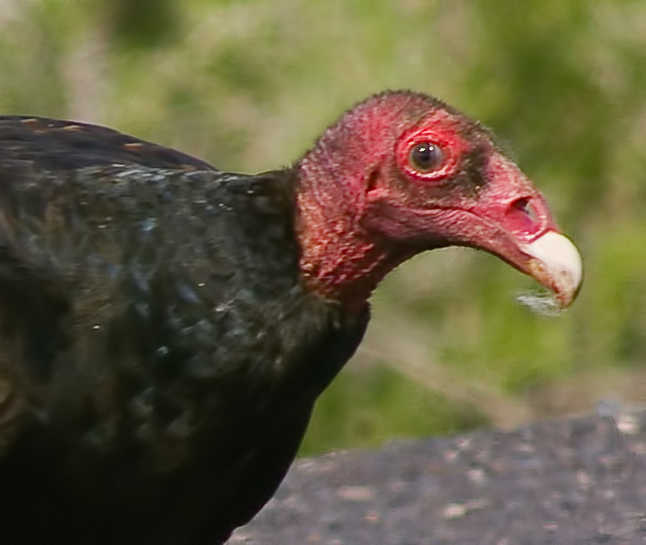 IMGP2589-Edit.jpg - [it]Avvoltoio collorosso.[en]Turkey vulture.