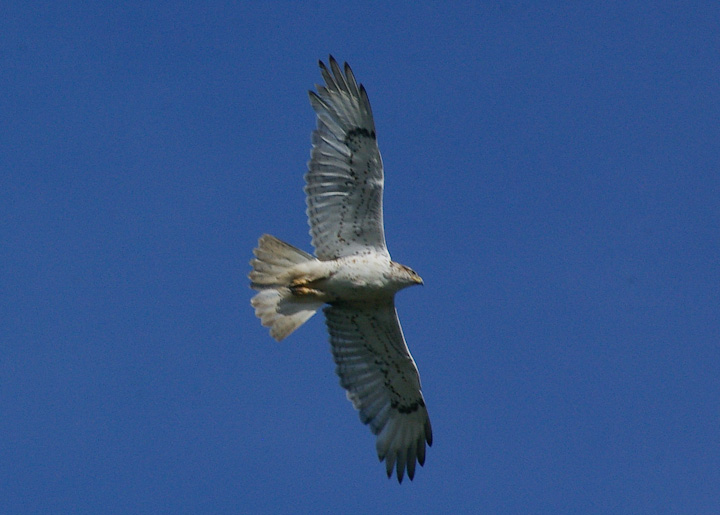 IMGP2612.jpg - [it]Poiana ferruginosa (Buteo regalis).[en]Ferruginous Hawk (Buteo regalis).