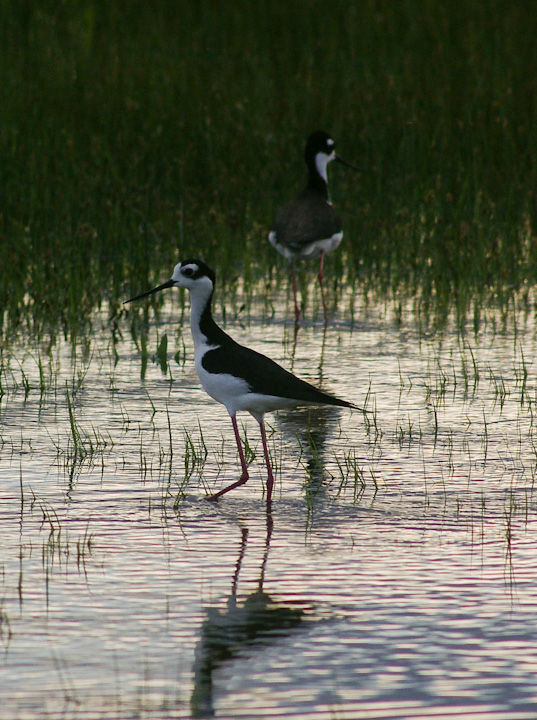 IMGP2629.jpg - [it]Cavaliere nordamericano o Cavaliere d'Italia messicano.[en] Black-necked Stilt.